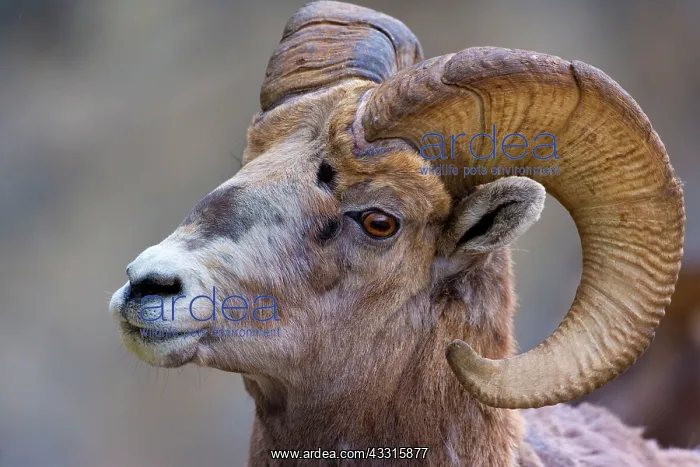 : 80187324 Bighorn Sheep - portrait of a big male : 80187324 Bighorn Sheep - portrait of a big male