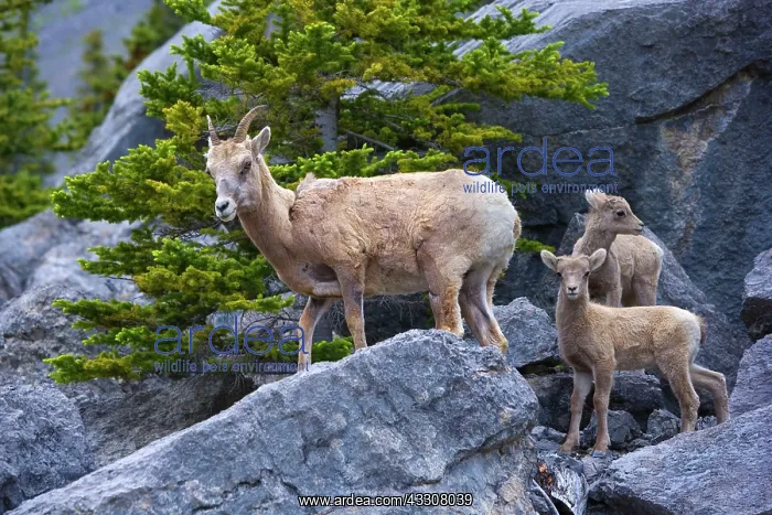 : 80187327 Bighorn Sheep - female adult bighorn sheep : 80187327 Bighorn Sheep - female adult bighorn sheep