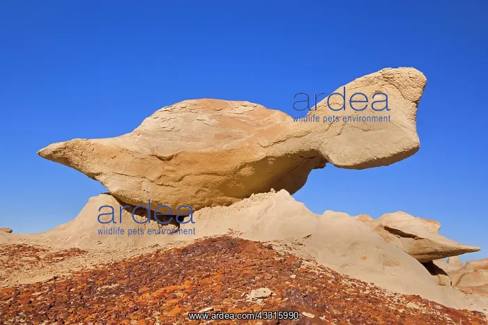 : 80187341 Flying Turtle - wonderful, whimsical eroded : 80187341 Flying Turtle - wonderful, whimsical eroded