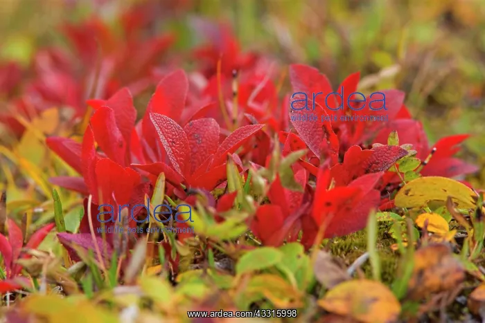 : 80187342 Black Bearberry - brightly red coloured : 80187342 Black Bearberry - brightly red coloured