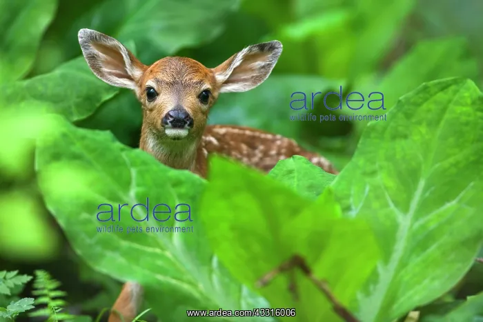  : 80187343 Black-tailed Deer - deer fawn hides behind