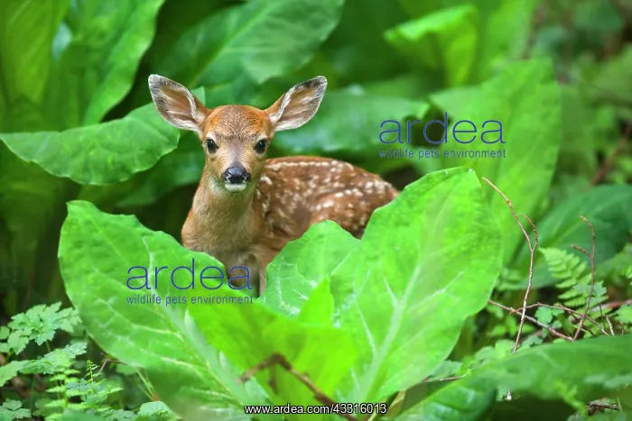 : 80187344 Black-tailed Deer - deer fawn hides behind : 80187344 Black-tailed Deer - deer fawn hides behind
