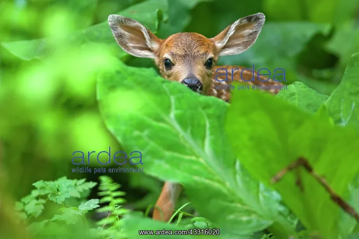 : 80187345 Black-tailed Deer - deer fawn hides behind : 80187345 Black-tailed Deer - deer fawn hides behind