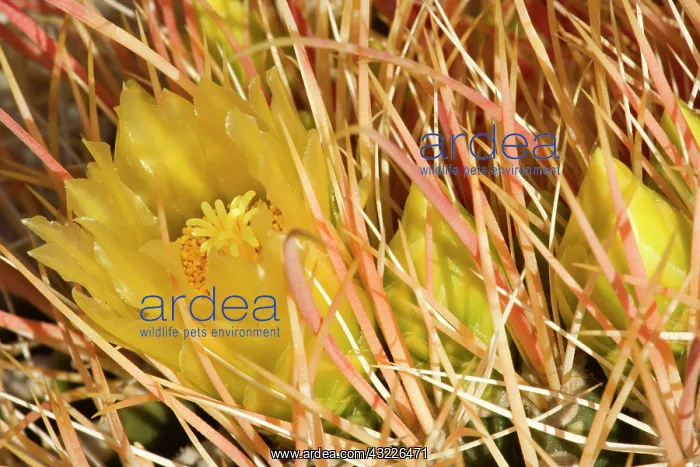 : 80187352 Red Barrel Cactus - bright yellow blossom : 80187352 Red Barrel Cactus - bright yellow blossom