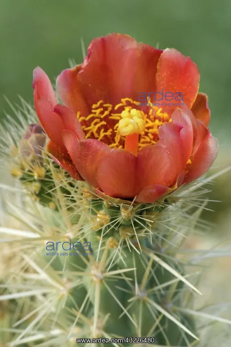 : 80187353 Wolf's Cholla - single red blossom of a : 80187353 Wolf's Cholla - single red blossom of a