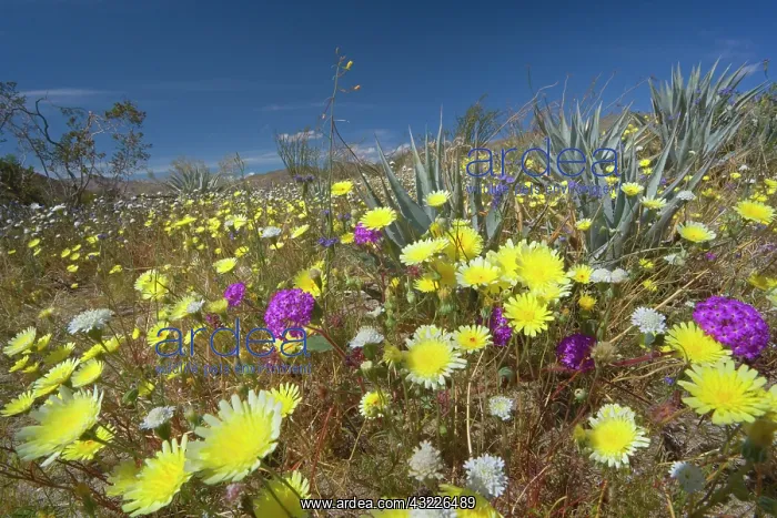 : 80187354 blooming desert - flowering pink sand verbenas : 80187354 blooming desert - flowering pink sand verbenas