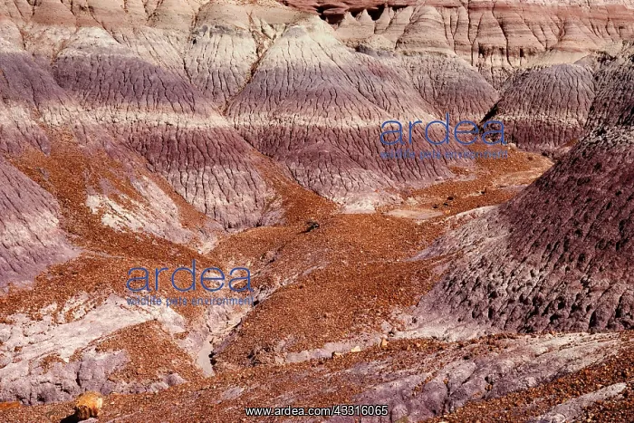  : 80187356 Blue Mesa Badlands - colourful eroded clay