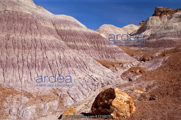 : 80187357 Blue Mesa Badlands - colourful eroded clay : 80187357 Blue Mesa Badlands - colourful eroded clay