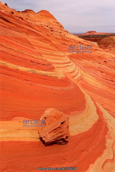  : 80187359 Boxwork Boneyard - old sand dunes turned