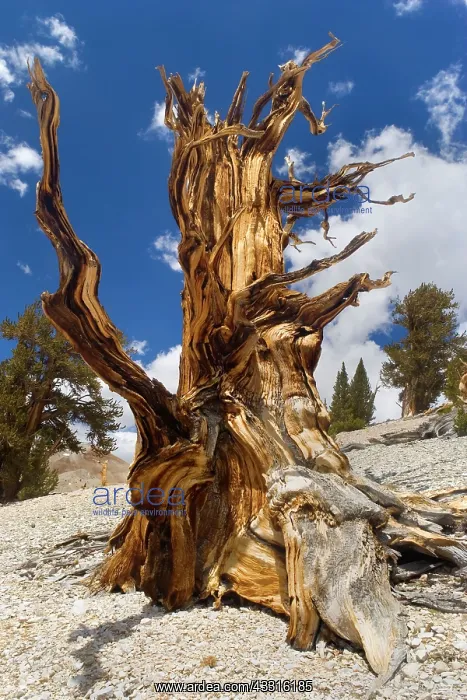 : 80187368 Bristlecone Pine - very gnarled dead bristlecone : 80187368 Bristlecone Pine - very gnarled dead bristlecone