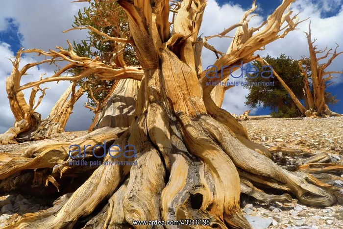 : 80187369 Bristlecone Pine - very gnarled dead bristlecone : 80187369 Bristlecone Pine - very gnarled dead bristlecone
