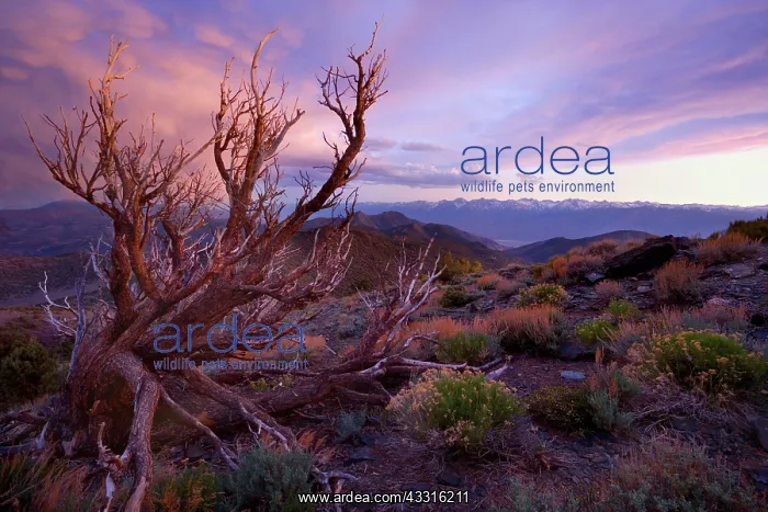 : 80187370 Bristlecone Pine - very gnarled dead bristlecone : 80187370 Bristlecone Pine - very gnarled dead bristlecone