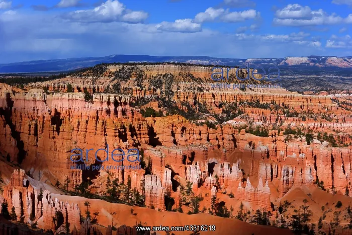 : 80187371 Bryce Canyon - rain clouds over Amphitheatre : 80187371 Bryce Canyon - rain clouds over Amphitheatre