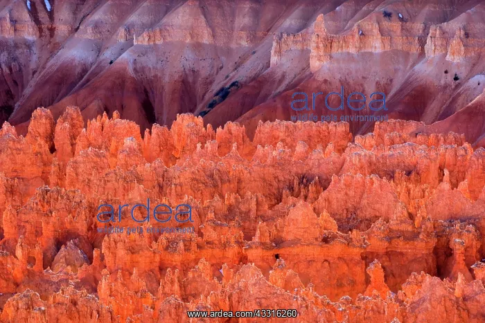 : 80187375 Bryce Canyon - reflecting light highlighting : 80187375 Bryce Canyon - reflecting light highlighting