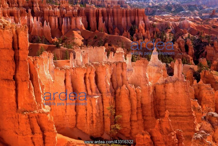 : 80187381 Bryce Canyon - famous sandstone spires : 80187381 Bryce Canyon - famous sandstone spires