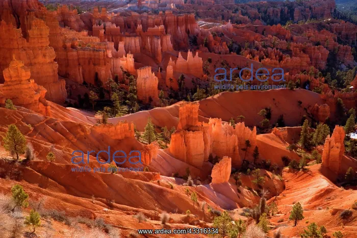 : 80187382 Bryce Canyon - view onto famous sandstone : 80187382 Bryce Canyon - view onto famous sandstone