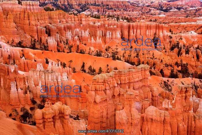 : 80187383 Bryce Canyon - view onto sandstone spires : 80187383 Bryce Canyon - view onto sandstone spires
