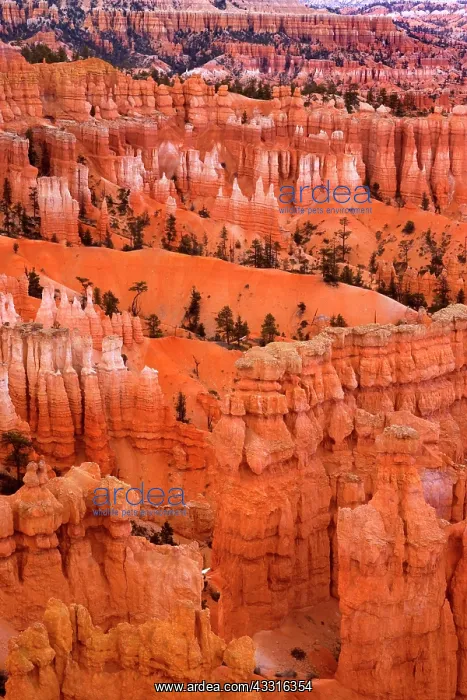 : 80187384 Bryce Canyon - view onto sandstone spires : 80187384 Bryce Canyon - view onto sandstone spires