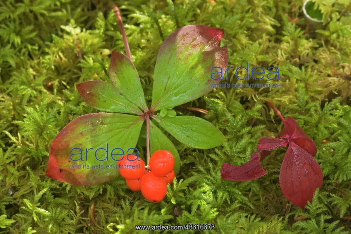 : 80187386 bunchberry - bunchberry with brightly red