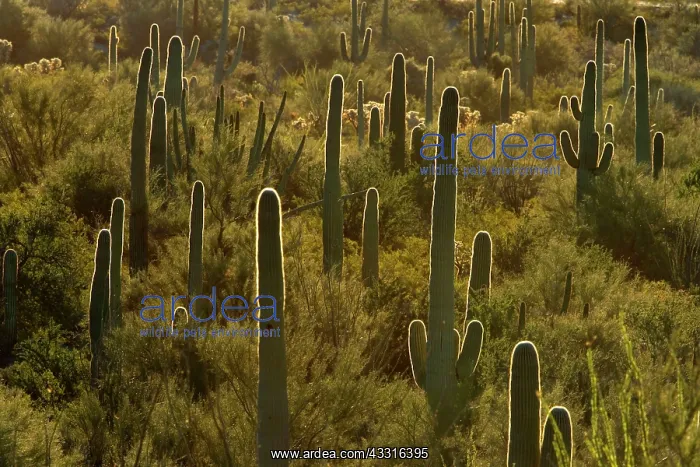: 80187388 Cactus desert - desert with saguaro cacti : 80187388 Cactus desert - desert with saguaro cacti