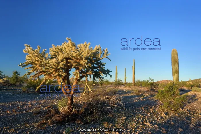  : 80187389 Cactus desert - desert with a Jumping Cholla
