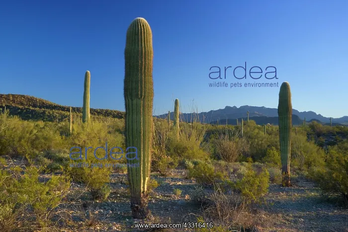 : 80187390 Cactus desert - desert with saguaro cacti : 80187390 Cactus desert - desert with saguaro cacti