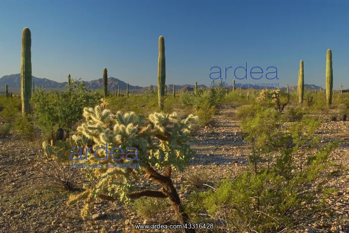 : 80187391 Cactus desert - desert with Jumping Chollas : 80187391 Cactus desert - desert with Jumping Chollas