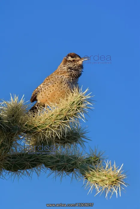 : 80187394 Cactus Wren - adult wren sitting on a cholla : 80187394 Cactus Wren - adult wren sitting on a cholla