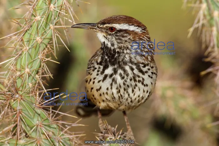 : 80187395 Cactus Wren - adult wren sitting on a cholla : 80187395 Cactus Wren - adult wren sitting on a cholla