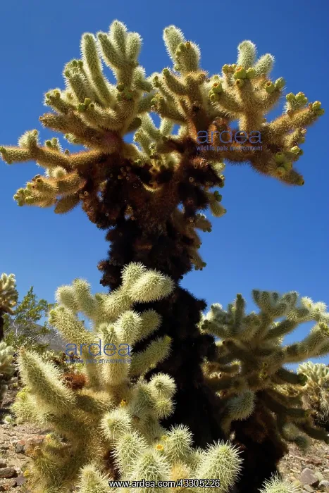 : 80187401 Cholla Cactus Garden - a big Teddy Bear : 80187401 Cholla Cactus Garden - a big Teddy Bear