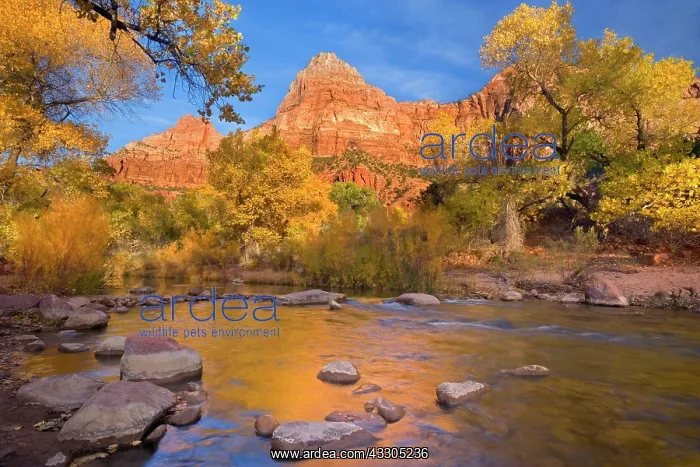 : 80187402 cliffs and Virgin River - red cliffs and : 80187402 cliffs and Virgin River - red cliffs and