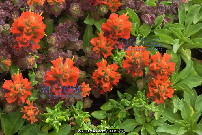 : 80187403 Coast indian paintbrush - flowering paintbrush : 80187403 Coast indian paintbrush - flowering paintbrush