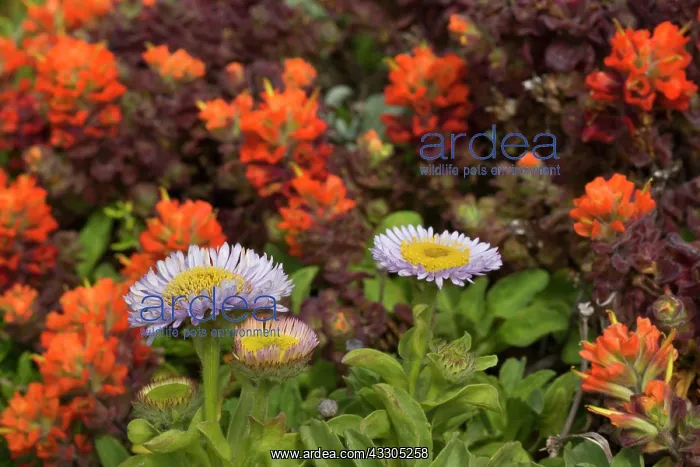 : 80187404 coastal flowers - flowering seaside daisies : 80187404 coastal flowers - flowering seaside daisies