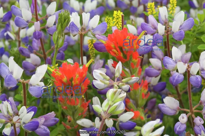 : 80187405 coastal flowers - flowering Miniature Lupine : 80187405 coastal flowers - flowering Miniature Lupine