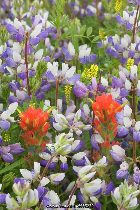 : 80187406 coastal flowers - flowering Miniature Lupine : 80187406 coastal flowers - flowering Miniature Lupine