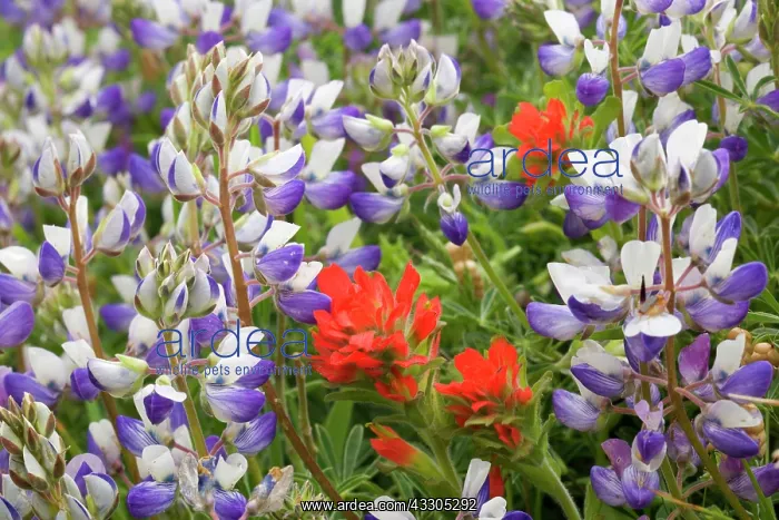 : 80187407 coastal flowers - flowering Miniature Lupine : 80187407 coastal flowers - flowering Miniature Lupine