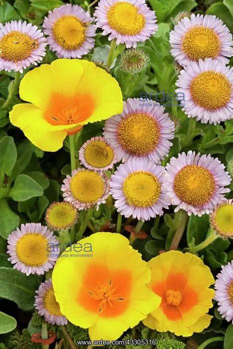 : 80187409 coastal flowers - flowering Seaside Daisies : 80187409 coastal flowers - flowering Seaside Daisies