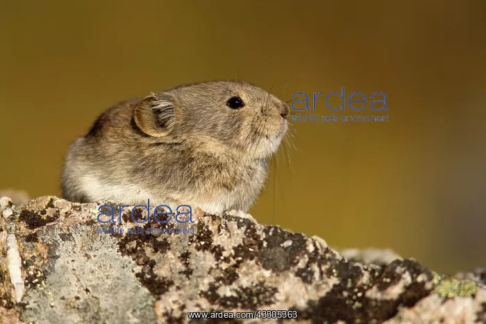 : 80187414 Collared pika - adult pika sitting on a : 80187414 Collared pika - adult pika sitting on a