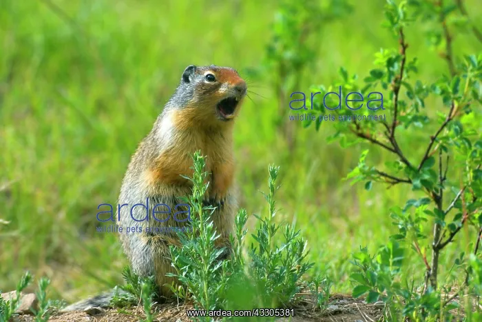 : 80187416 Columbian Ground Squirrel - single adult : 80187416 Columbian Ground Squirrel - single adult
