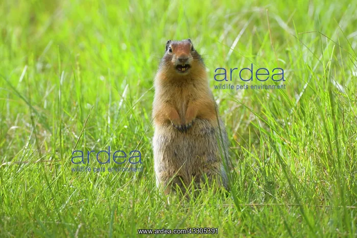 : 80187417 Columbian Ground Squirrel - single adult : 80187417 Columbian Ground Squirrel - single adult