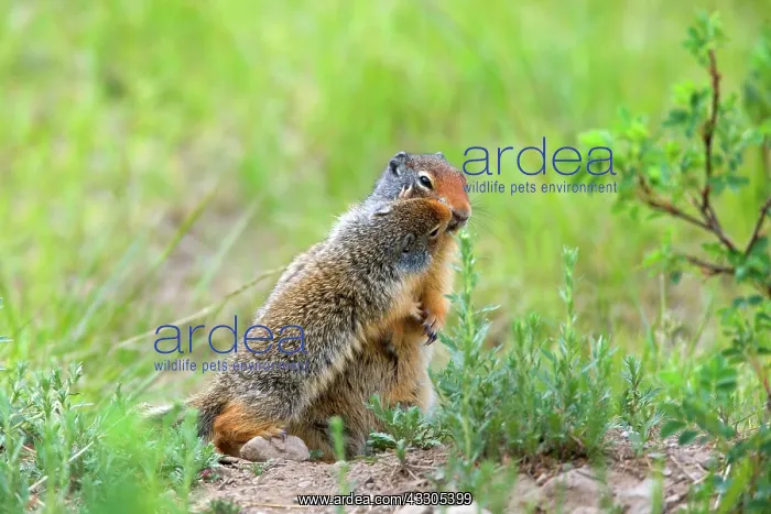  : 80187418 Columbian Ground Squirrel - young squirrel