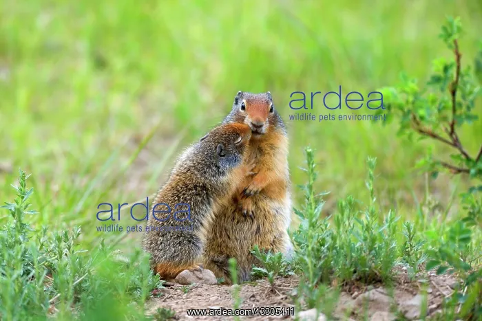 : 80187419 Columbian Ground Squirrel - young squirrel : 80187419 Columbian Ground Squirrel - young squirrel