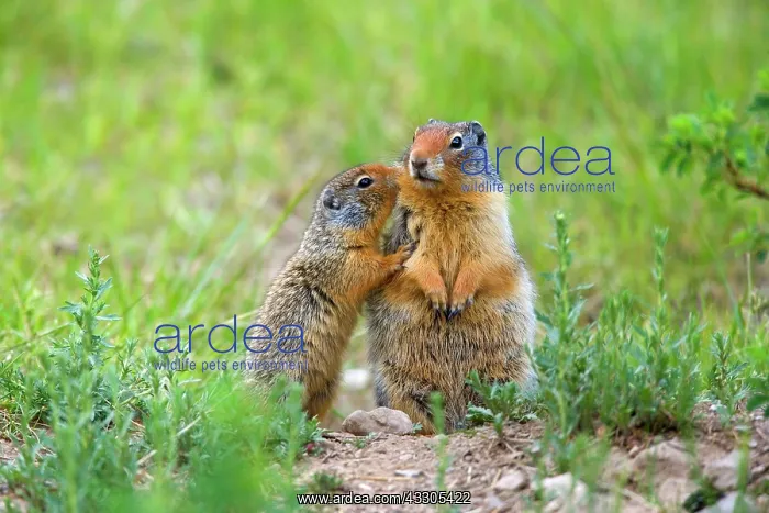  : 80187420 Columbian Ground Squirrel - young squirrel