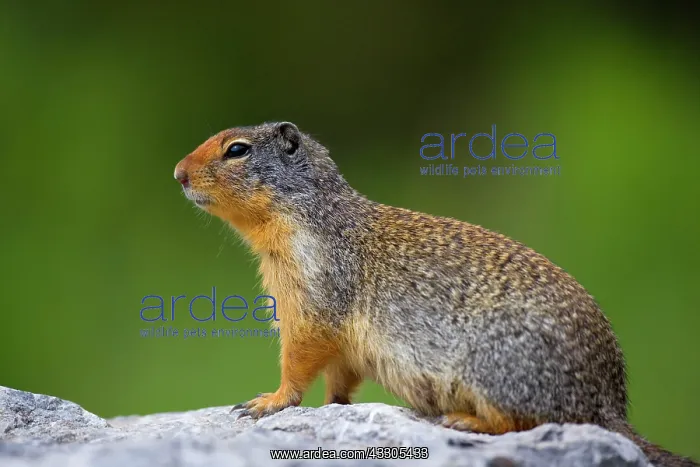 : 80187421 Columbian Ground Squirrel - single adult : 80187421 Columbian Ground Squirrel - single adult