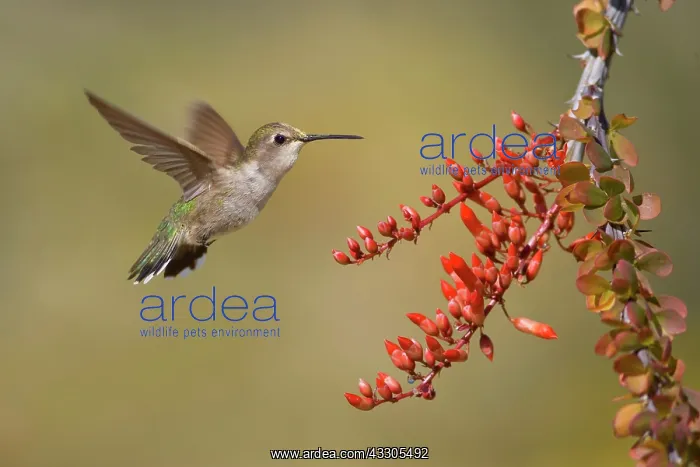 : 80187427 costas hummingbird - female costa's hummingbird : 80187427 costas hummingbird - female costa's hummingbird