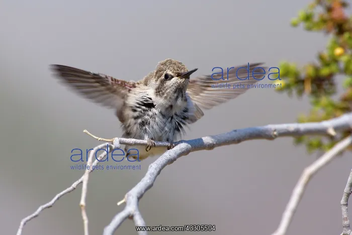 : 80187428 costas hummingbird - juvenile costa's hummingbird : 80187428 costas hummingbird - juvenile costa's hummingbird