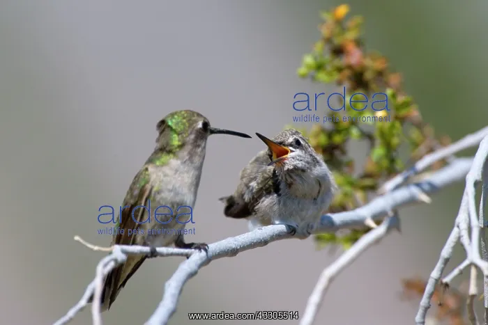 : 80187429 costas hummingbird - female costa's hummingbird : 80187429 costas hummingbird - female costa's hummingbird