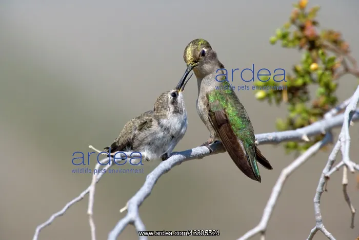 : 80187430 costas hummingbird - female costa's hummingbird : 80187430 costas hummingbird - female costa's hummingbird