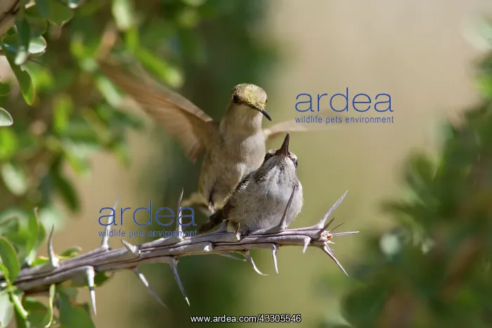 : 80187432 costas hummingbird - approaching female : 80187432 costas hummingbird - approaching female