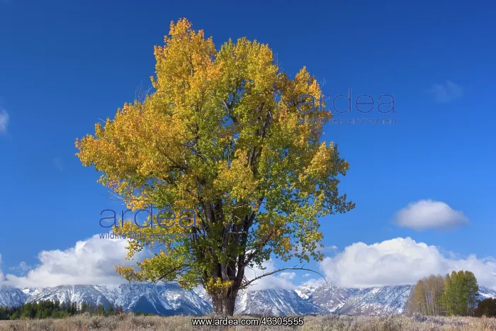: 80187433 Narrowleaf Cottonwood - single bright yellow : 80187433 Narrowleaf Cottonwood - single bright yellow